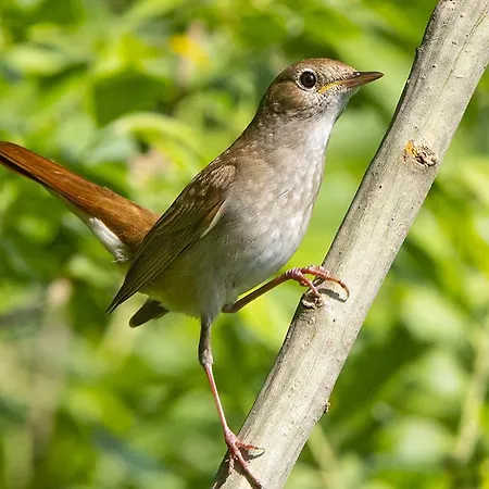 Casa Adele B&B 토릴레