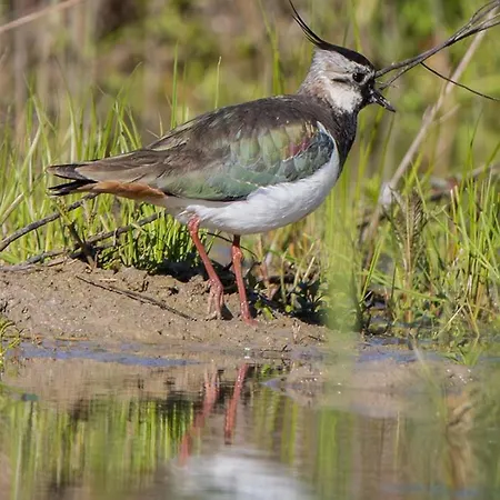 Casa Adele B&B 토릴레