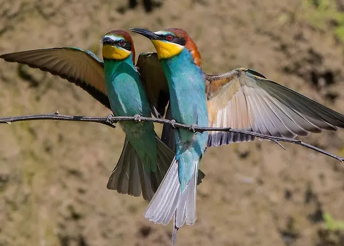 Bed & Breakfast Casa Adele 3*