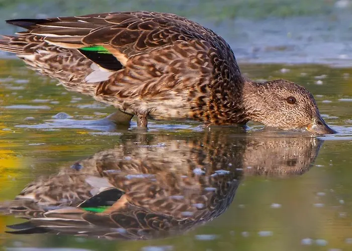 Casa Adele 3* Torrile