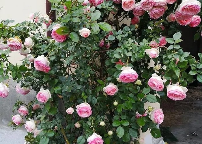 Casa Adele Bed & Breakfast 3*