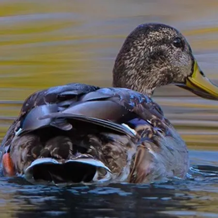 Casa Adele Отель типа 