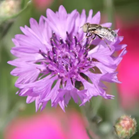 Casa Adele Отель типа 