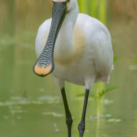 Casa Adele Отель типа 