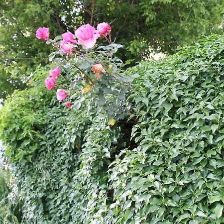 Casa Adele 3* Torrile