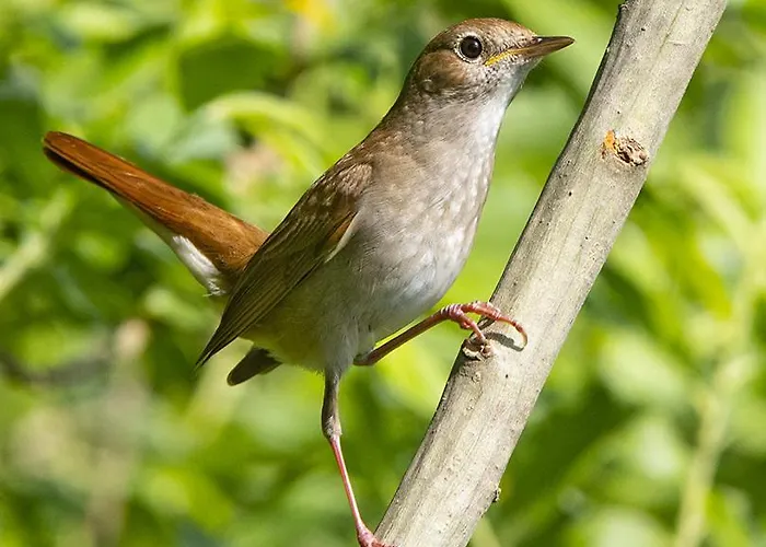Casa Adele Frühstückspension Torrile