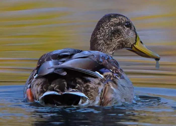 Casa Adele Oda ve Kahvaltı 3*