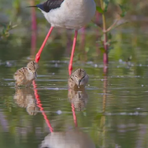 Oda ve Kahvaltı Casa Adele 3*