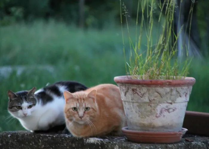 Oda ve Kahvaltı Casa Adele Torrile
