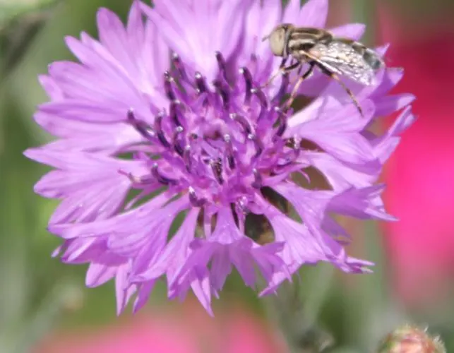 Casa Adele Oda ve Kahvaltı 3*