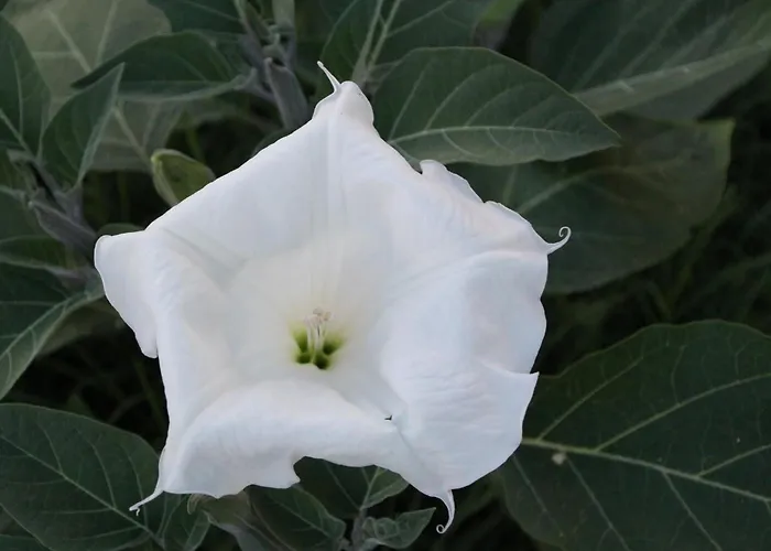 Bed & Breakfast Casa Adele