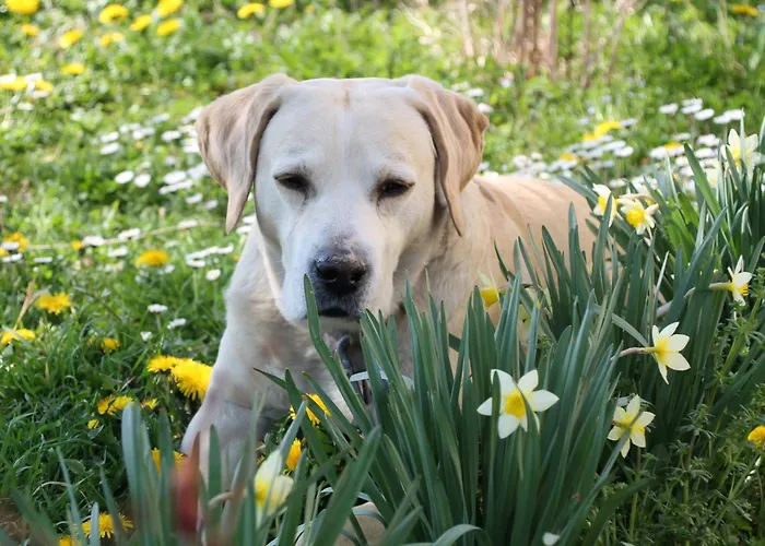 Oda ve Kahvaltı Casa Adele 3*