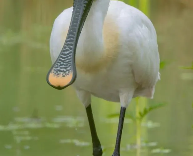 Casa Adele Oda ve Kahvaltı Torrile